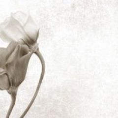 Кухонный фартук Цветы 069 МДФ матовый (3000) Flowers в Добрянке - dobryanka.mebel24.online | фото 1